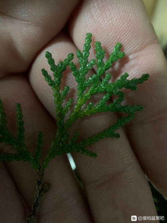 侧柏下山桩种下一个月了 怎么样 图片