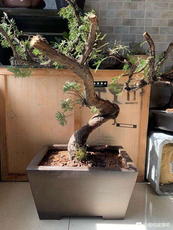 侧柏下山桩种下一个月了 怎么样 图片