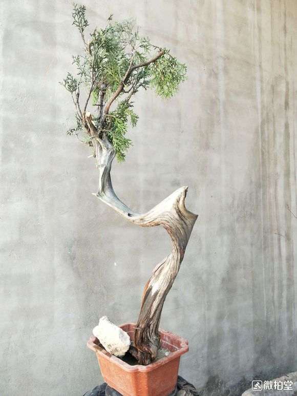 侧柏下山桩适合在广东养殖吗 图片