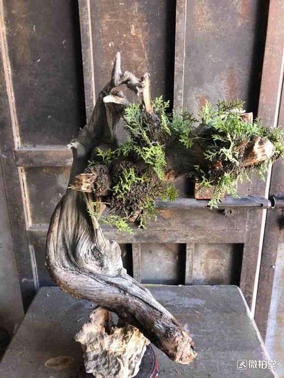 侧柏下山桩适合在广东养殖吗 图片