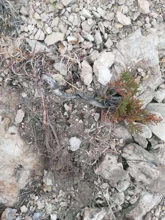 侧柏下山桩如何栽活的方法 图片