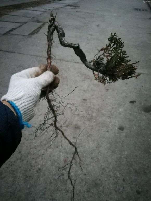 侧柏下山桩如何栽活的方法 图片