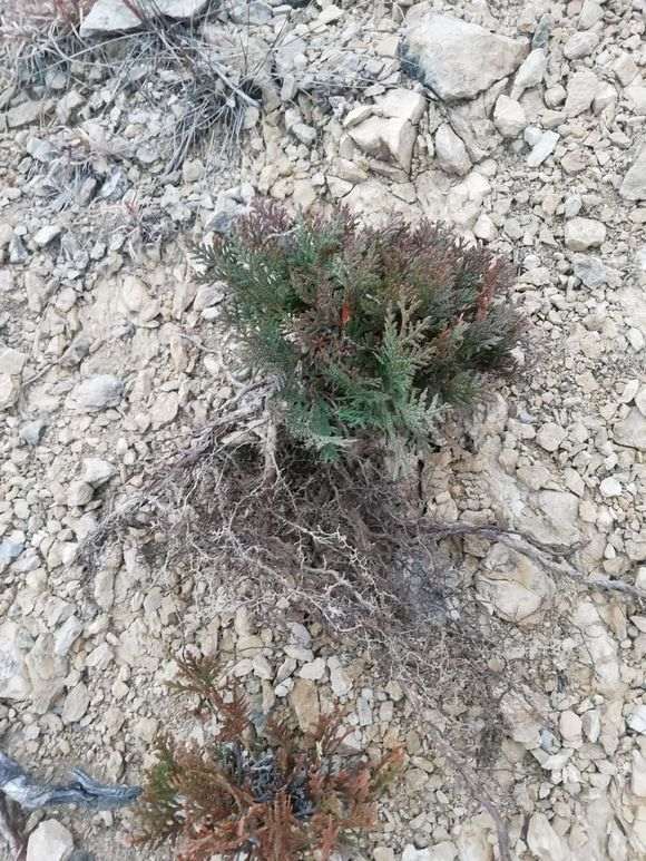 侧柏下山桩如何栽活的方法 图片