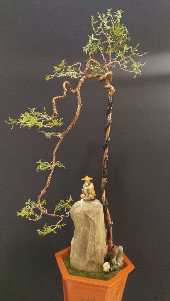 侧柏盆景怎么截杆蓄枝的方法 图片