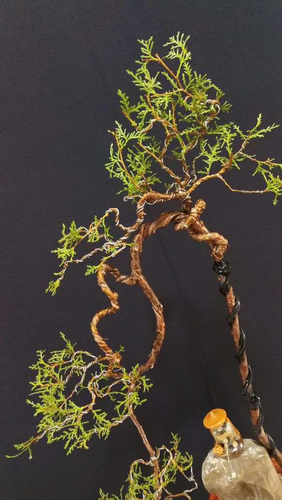 侧柏盆景怎么截杆蓄枝的方法 图片