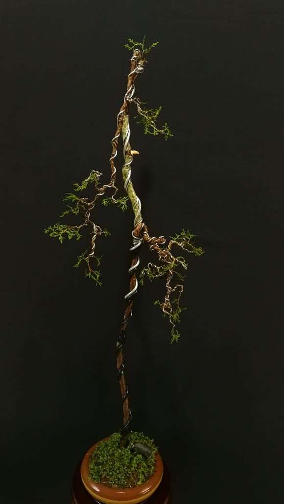 侧柏盆景怎么截杆蓄枝的方法 图片