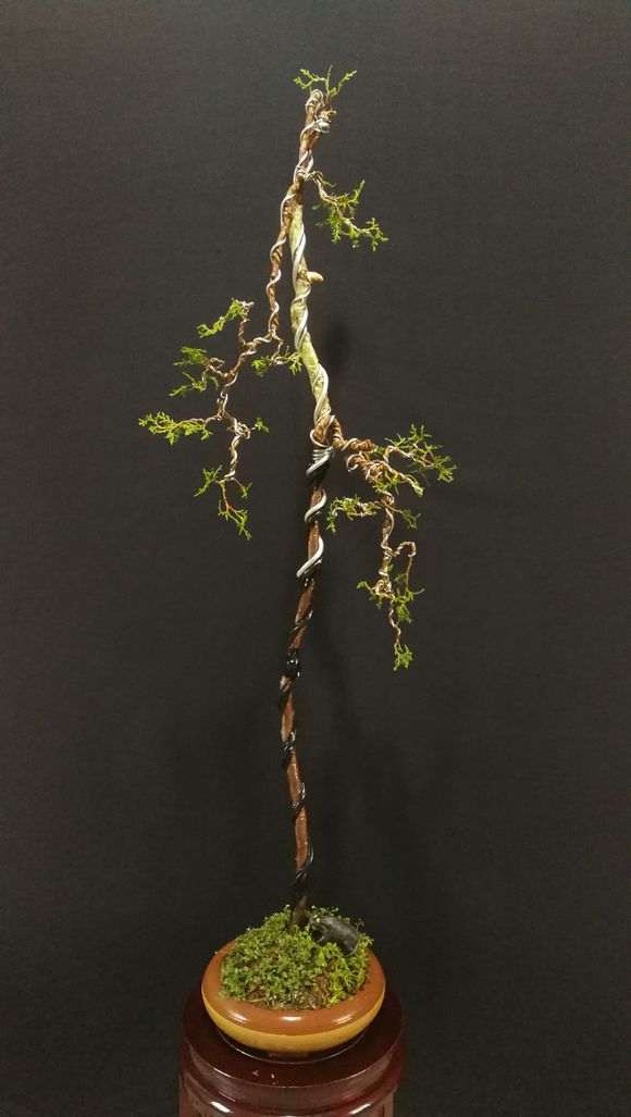 侧柏盆景怎么截杆蓄枝的方法 图片