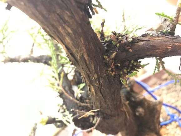 侧柏下山桩长虫子了 怎么办 图片