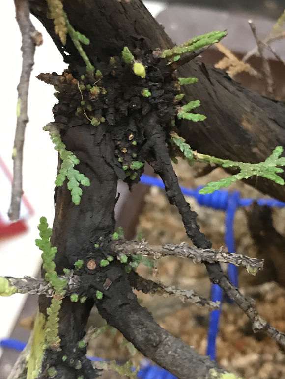 侧柏下山桩长虫子了 怎么办 图片