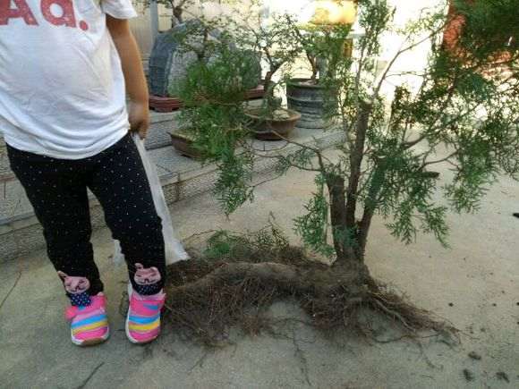 侧柏下山桩一年的变化 可以吗 图片