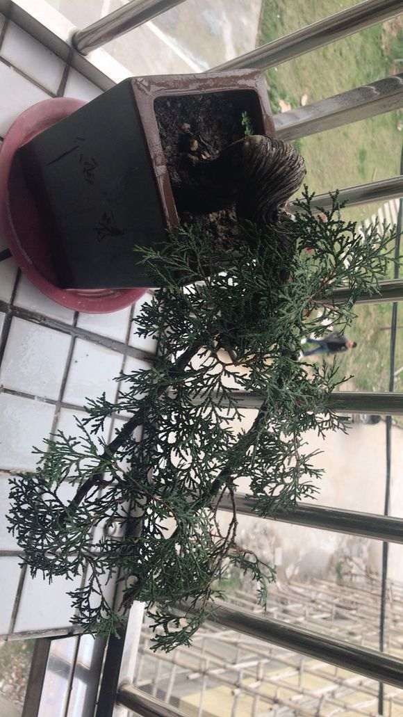 请问侧柏盘景要怎么养 图片