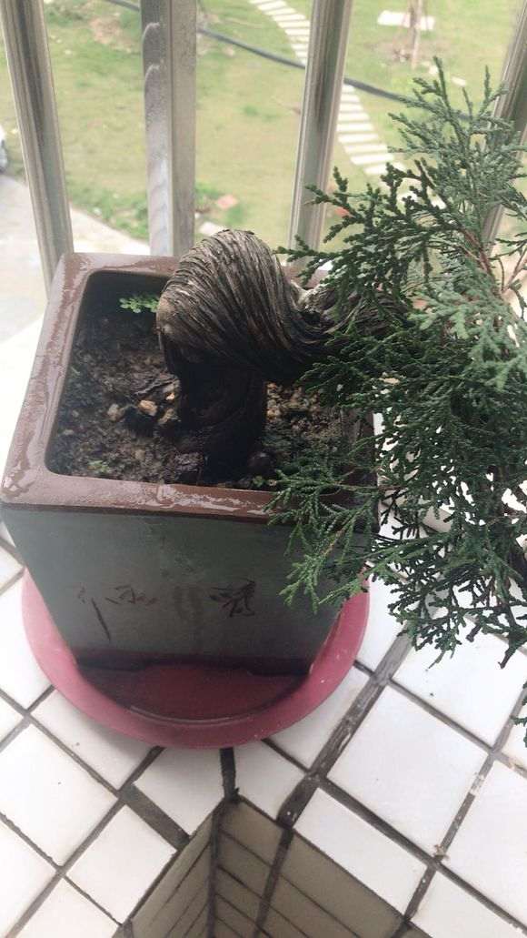 请问侧柏盘景要怎么养 图片