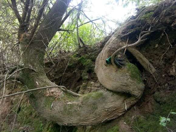 侧柏下山桩怎么上盆造型的方法  图片