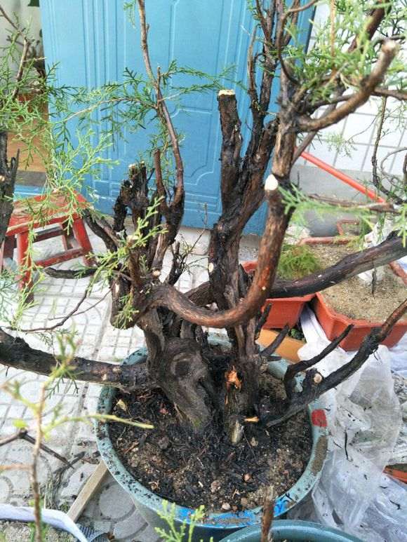 侧柏下山桩怎么给叶子喷水的方法 图片