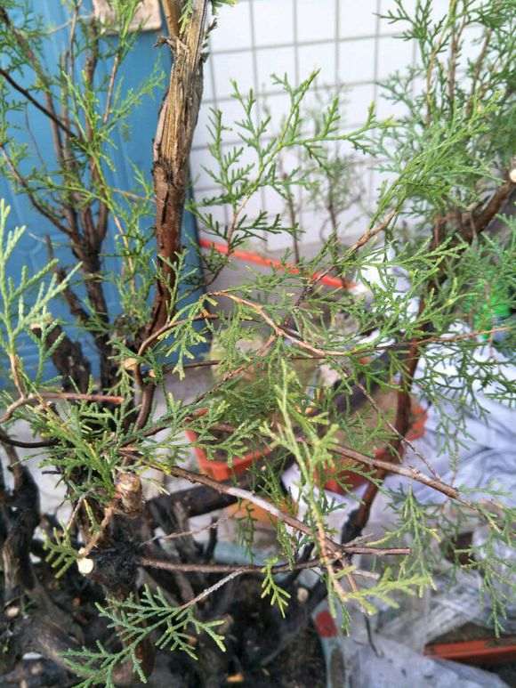 侧柏下山桩怎么给叶子喷水的方法 图片