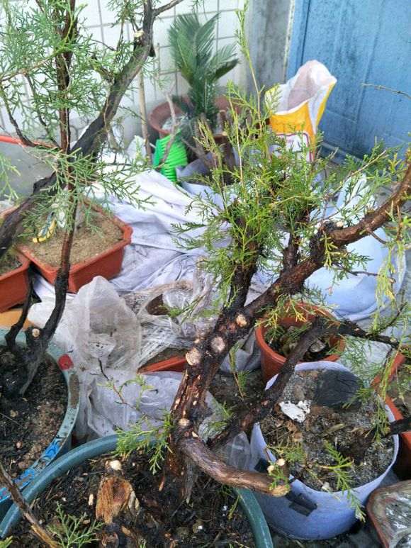 侧柏下山桩怎么给叶子喷水的方法 图片