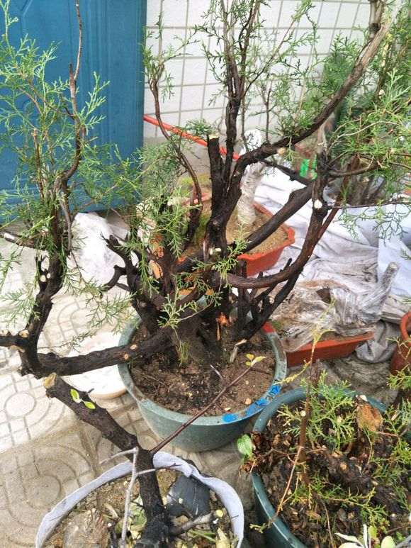 侧柏下山桩怎么给叶子喷水的方法 图片