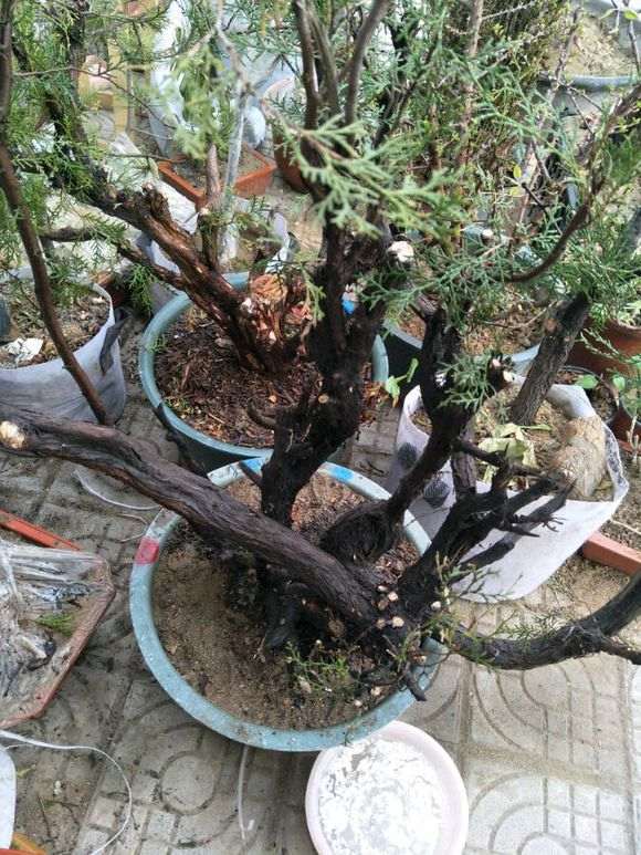 侧柏下山桩怎么给叶子喷水的方法 图片