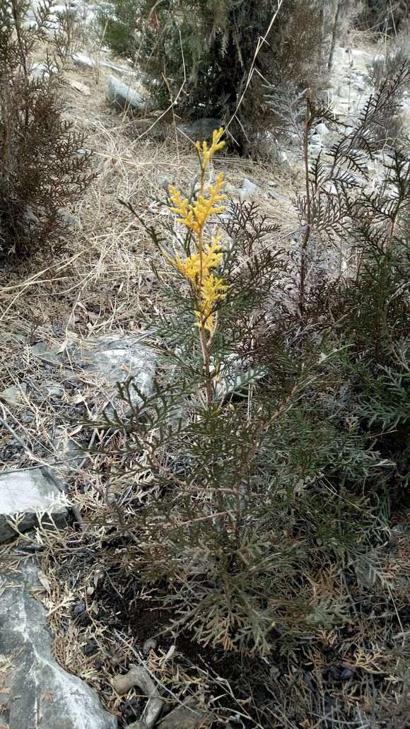 侧柏下山桩怎么嫁接的方法 图片