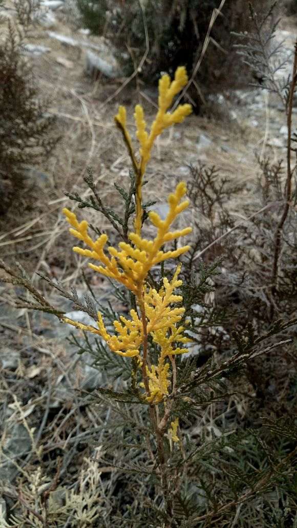 侧柏下山桩怎么嫁接的方法 图片