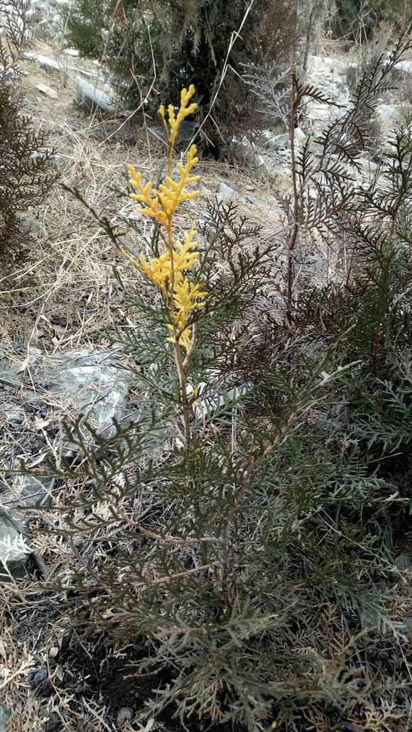 侧柏下山桩怎么嫁接的方法 图片