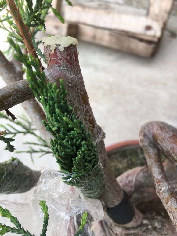 侧柏下山桩嫁接的系鱼川 怎么样 图片