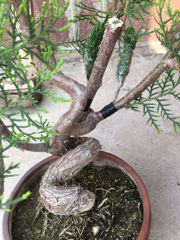 侧柏下山桩嫁接的系鱼川 怎么样 图片