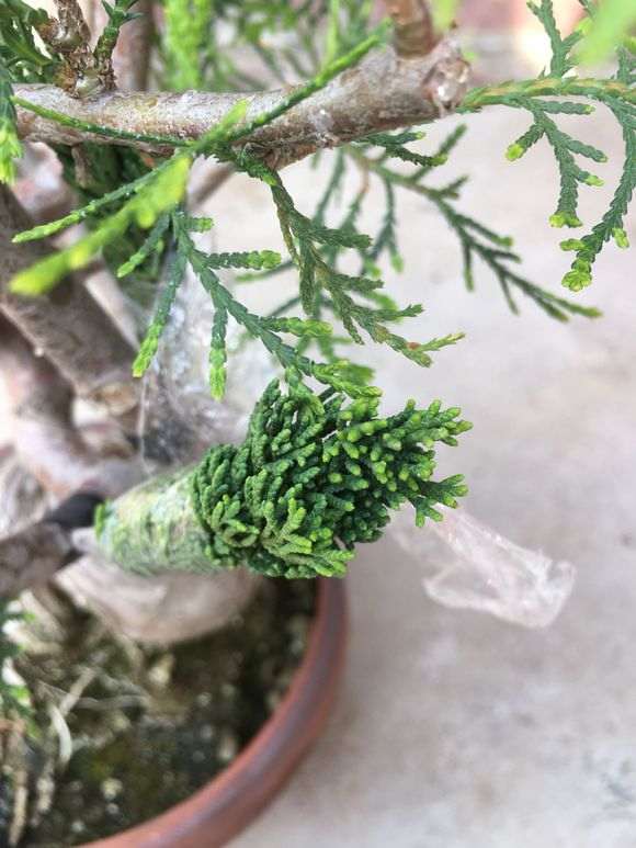 侧柏下山桩附怎么干崖柏的方法 图片
