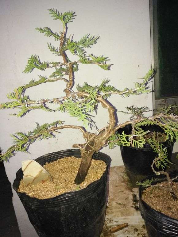 侧柏下山桩快1个多月了 活了吗 图片