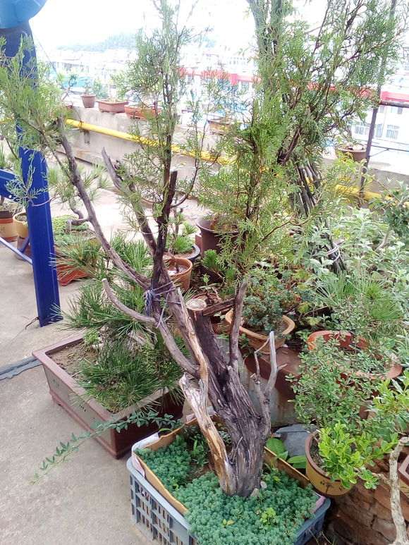 上盆三年的侧柏下山桩怎么加力的方法 图片