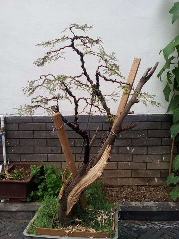 上盆三年的侧柏下山桩怎么加力的方法 图片