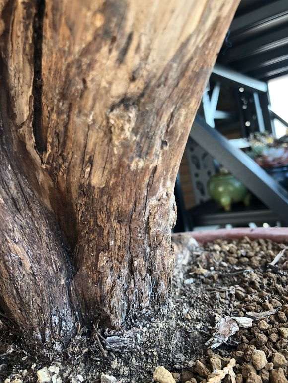 侧柏下山桩老桩什么病害 图片