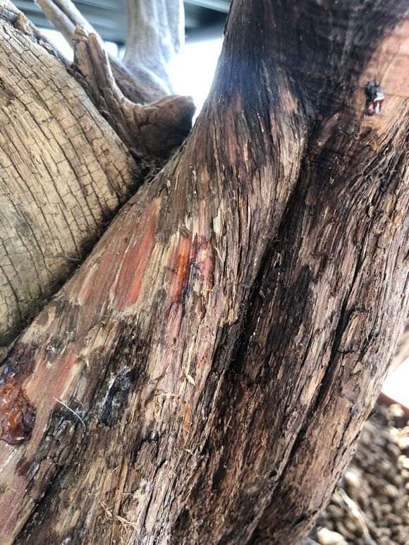 侧柏下山桩老桩什么病害 图片