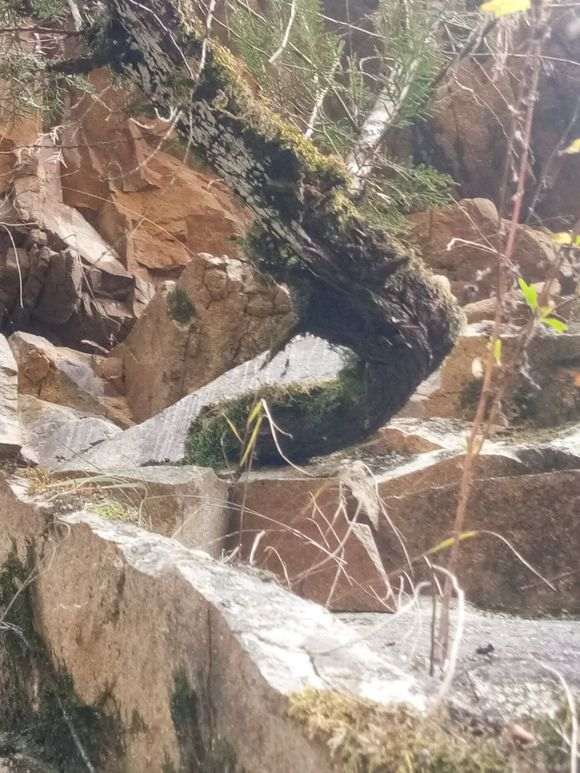 侧柏下山桩有没有挖的价值 图片