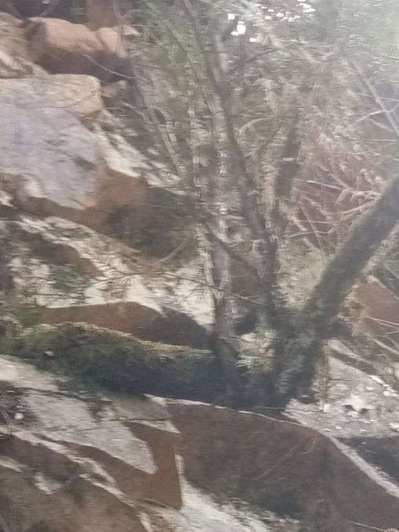 侧柏下山桩有没有挖的价值 图片