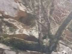 侧柏下山桩有没有挖的价值 图片