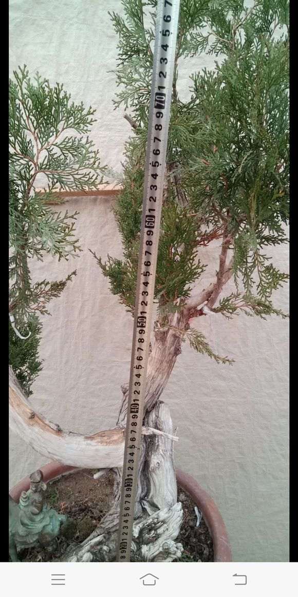 侧柏下山桩熟桩怎么制作大飘枝 图片