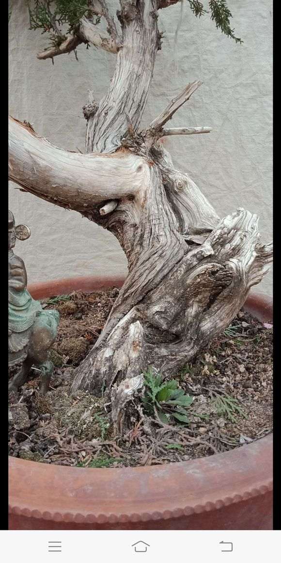 侧柏下山桩熟桩怎么制作大飘枝 图片