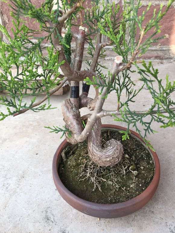侧柏下山桩老桩现在能成活吗 图片