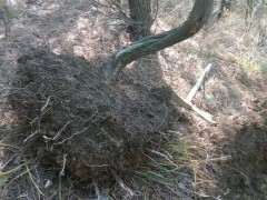 侧柏下山桩这个季节好成活吗 图片