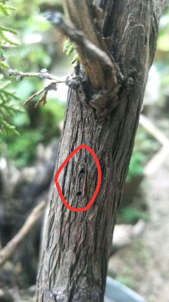 侧柏下山桩这小洞 怎么办 图片