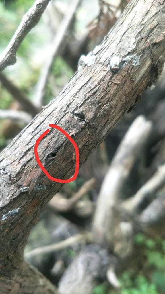 侧柏下山桩这小洞 怎么办 图片