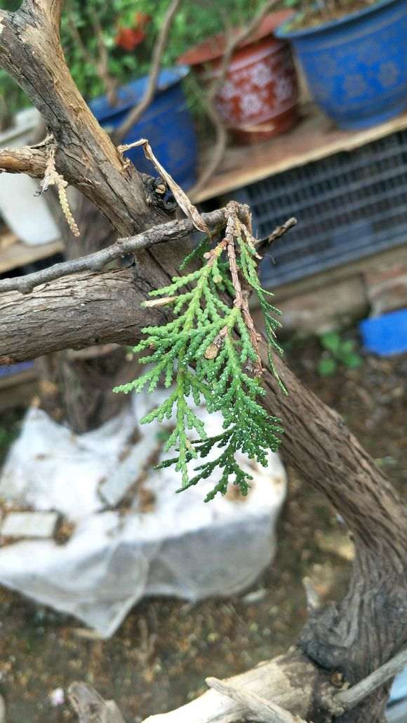 侧柏下山桩叶子有这样的白点 怎么办