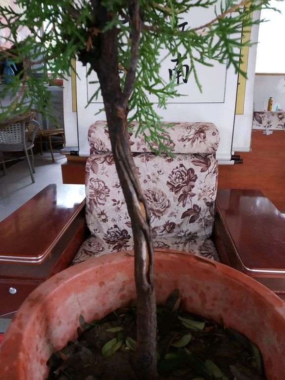 老侧柏下山桩一棵可以翻盆吗 图片