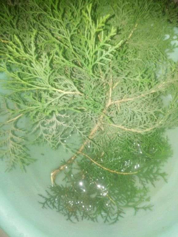 从别人坟头掰了几个侧柏下山桩枝条