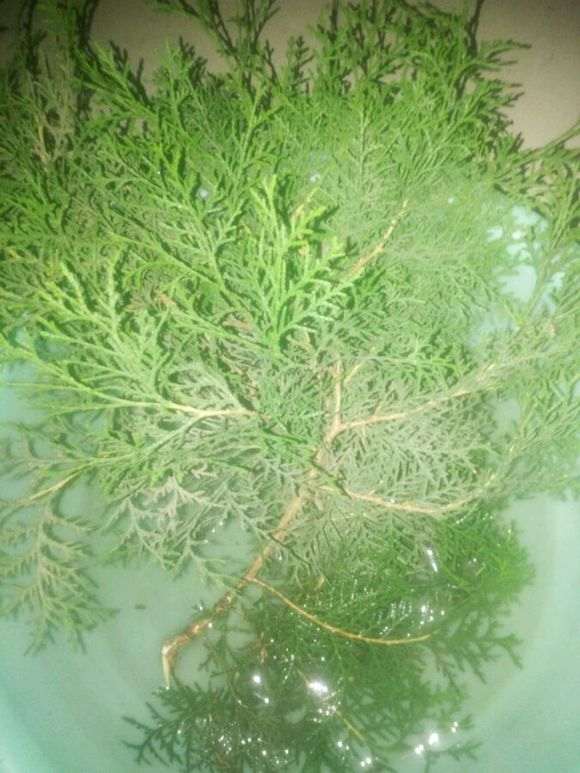 从别人坟头掰了几个侧柏下山桩枝条