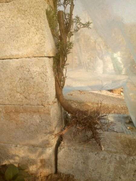 侧柏下山桩栽棚里 怎么样 图片