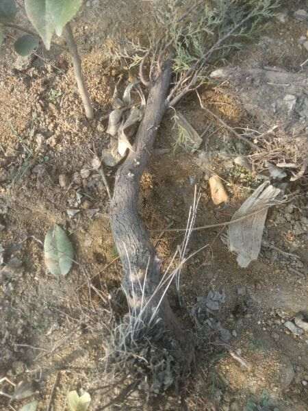 侧柏下山桩栽棚里 怎么样 图片