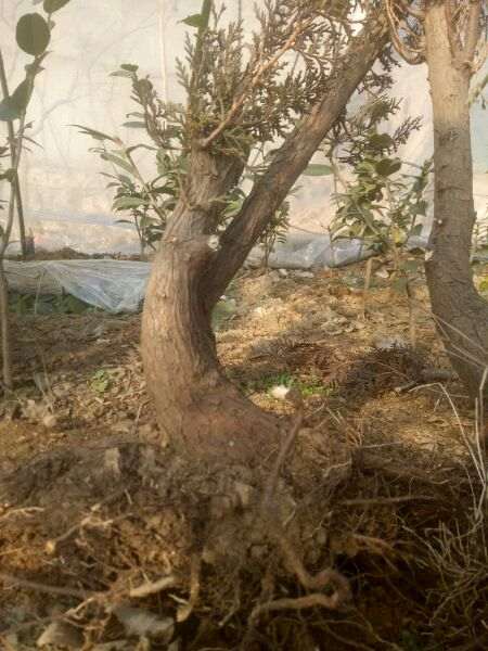 侧柏下山桩栽棚里 怎么样 图片