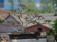 六月雪下山桩从扦插苗培养 20年 图片